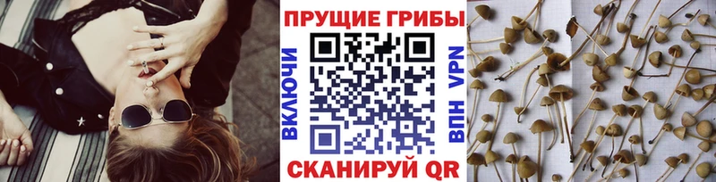 Псилоцибиновые грибы мицелий Уржум